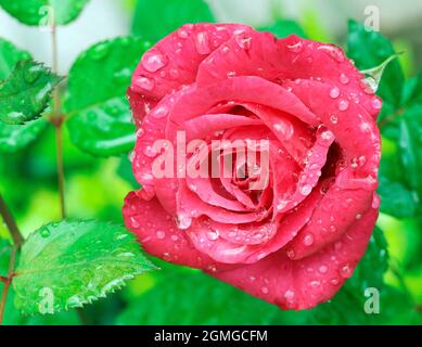 Makrofeuchte rote Rose, die an bewölkten Tagen im Garten mit Regentropfen bedeckt ist Stockfoto