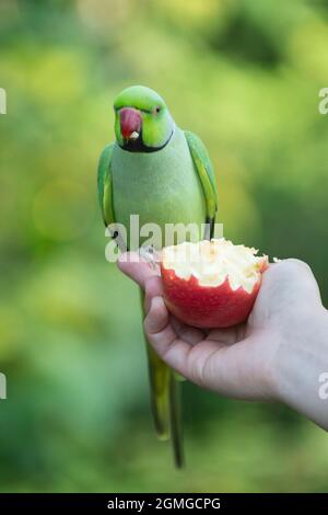 Ein zahmer, weiblicher Ringhalssittich, Psittacula krameri, der von einem Apfel in der Hand hält, Hyde Park, London, Großbritannien, Britische Inseln Stockfoto