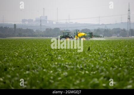 Huerth, NRW, Deutschland 09 01 2021, Traktor auf einem Feld spritzt die Zuckerrüben Stockfoto