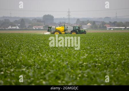 Huerth, NRW, Deutschland 09 01 2021, Traktor auf einem Feld spritzt die Zuckerrüben Stockfoto