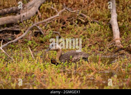 Australasian Grebe, Tachybaptus novaehollandiae, getarnt in einem flachen Wasserloch im Outback von Zentralaustralien. Stockfoto