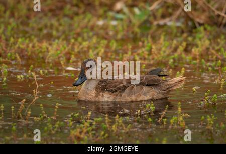 Graues Teal, Anas gracilis, Weibchen in einem flachen Wasserloch im Outback in Zentralaustralien. Stockfoto