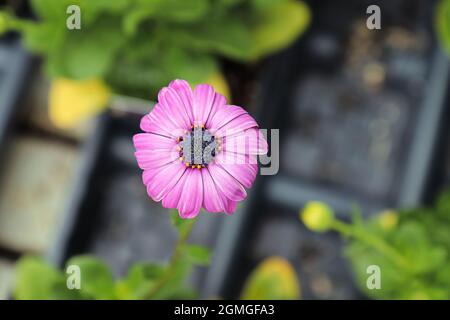 Nahaufnahme von rosafarbenen afrikanischen Gänseblümchen in voller Blüte Stockfoto