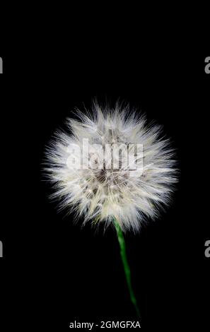 Pappus oder Samenuhr einer Katzenblüte, Hypochaeris radicata, eine in Europa heimische, falsche Dandelion-Staude, die leuchtend gelbe Blüten hervorbringt Stockfoto