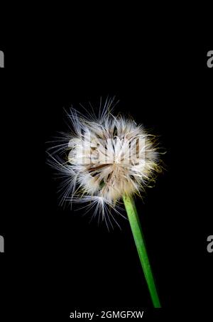 Pappus oder Samenuhr einer Katzenblüte, Hypochaeris radicata, eine in Europa heimische, falsche Dandelion-Staude, die leuchtend gelbe Blüten hervorbringt Stockfoto