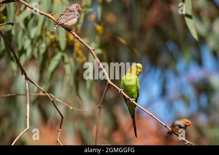 Wellensittiche, Melopsittacus undulatus und zwei Zebrafinken, Taeniopygia guttata, in der Nähe des Wassers im Outback Zentralaustraliens Stockfoto