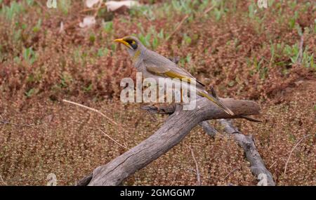 Der gelbkehlige Bergmann, Manorina flavigula, thront auf einem Zweig in der Nähe eines kleinen Wasserlochs im Outback von Zentralaustralien. Stockfoto