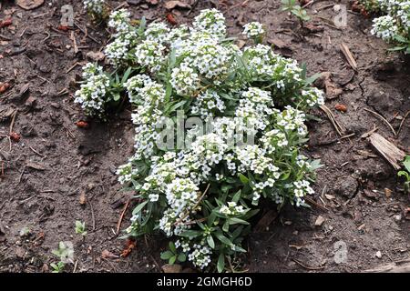 Nahaufnahme eines Hügels von blühenden weißen Lobuaria-Blüten Stockfoto