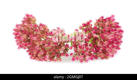 Sedum Blumen isoliert auf weißem Hintergrund. Hylotephium spectabile oder auffällige Steinpfe. Stockfoto