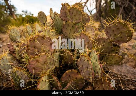 Leuchtend gelbe Nadeln auf dem Kaktus von Pricklypear im Big Bend National Park Stockfoto