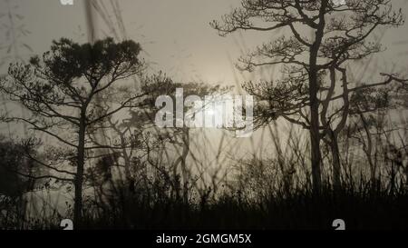 Ein Landschaftsfoto von Thailands Kiefernwald, wenn die Sonne hinter dem Nebel, der sich überall wie eine beängstigende neblige Szene im halloween-Festival-Hintergrund oder h bedeckt Stockfoto