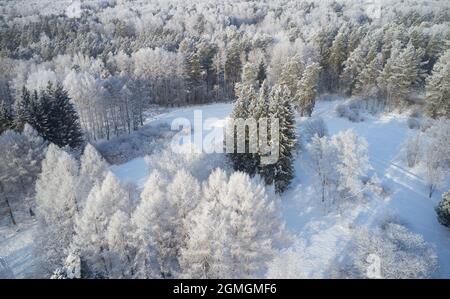 Luftaufnahme des Birkenwaldes in der Wintersaison. Drohnenaufnahme von Bäumen, die mit Reif und Schnee bedeckt sind. Natürlicher Winterhintergrund. Stockfoto