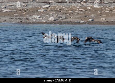 Kanada, Québec, Réserve de Parc national de l'Archipel-de-Mingan. PHARE sur l'ile aux Perroquets Stockfoto