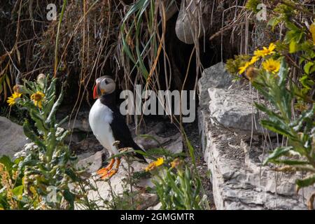 Kanada, Québec, Réserve de Parc national de l'Archipel-de-Mingan. PHARE sur l'ile aux Perroquets Stockfoto