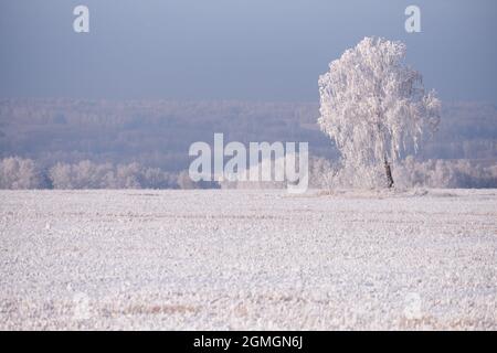 Einsame Birke auf dem Feld. Sibirische natürliche Winterlandschaft. Gefrorene Birken, bedeckt mit Reif und Schnee. Stockfoto