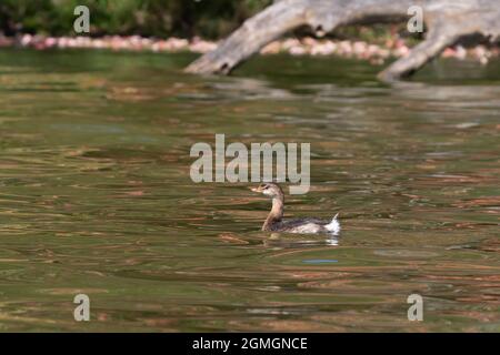 Der Rattenschnabel-Grebe auf dem See Stockfoto