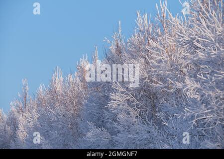 Birkenkronen bedeckt mit Frost und Schnee vor dem Hintergrund eines klaren blauen Himmels. Sibirische natürliche Winterlandschaft. Gefrorene Birkenwälder Bucht Stockfoto