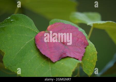 Rote Blätter Anfang Herbst Stockfoto