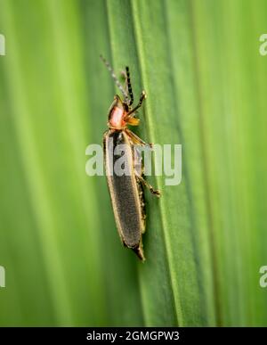 Eine Seitenansicht eines Firefly- oder Blitzbugs auf einer grünen Pflanze. Stockfoto