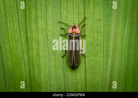 Ein Blick von oben auf einen Firefly oder Lightning Bug auf einer grünen Pflanze. Stockfoto