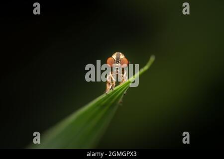 Die Holcocephala fusca ist eine Robber Fly-Art vor dunklem Hintergrund. Stockfoto