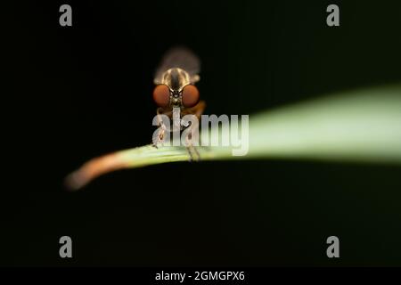 Ein Holcocephala fusca oder Robber Fly mit einem kleinen Insekt im Kiefer. Stockfoto