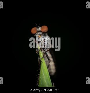 Die Holcocephala fusca ist eine Robber Fly-Art vor dunklem Hintergrund. Stockfoto