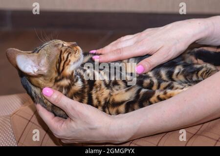 Kaukasisches Mädchen, das eine lügende reinrassige Bengalkatze hält und streichelte. Hochwertige Fotos Stockfoto