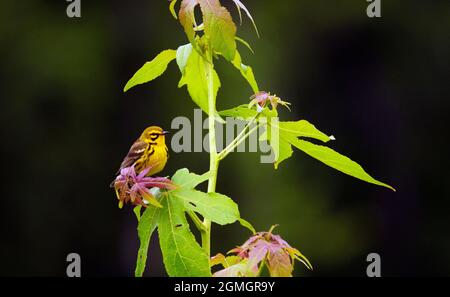 Waldsänger auf Baum an bewölktem Tag mit dunklem Hintergrund Setophaga verfärben thront Stockfoto