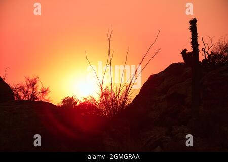 Feuerroter Himmel über Saguaros und Wüstenpflanzen während der Waldbrandsaison Stockfoto