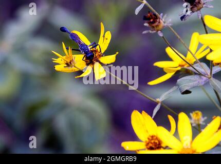 Makroschwarze Fadenwaspe (Eremnophila aureonotata) auf gelber Blüte an sonnigen Tagen Stockfoto