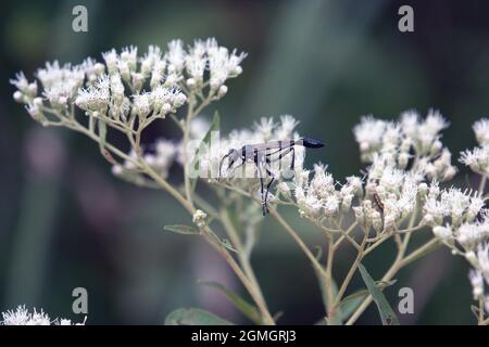 Makroresk Gemeine Fadenwaspe (Eremnophila aureonotata) auf weißen Blüten am bewölkten Tag Stockfoto