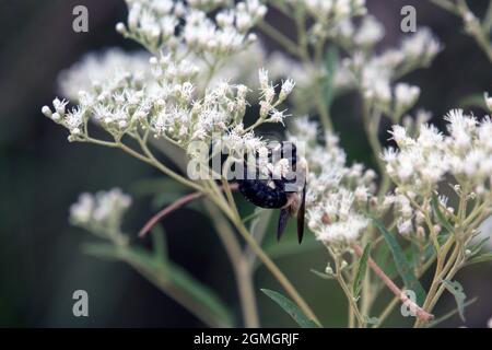 Makro-männliche Eastern-Löffelhummel auf weißer Blüte Stockfoto