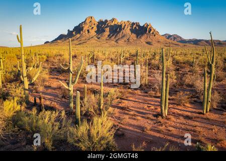 Raged Top Mountain und saguaro Forest in Tucson, Arizona Stockfoto