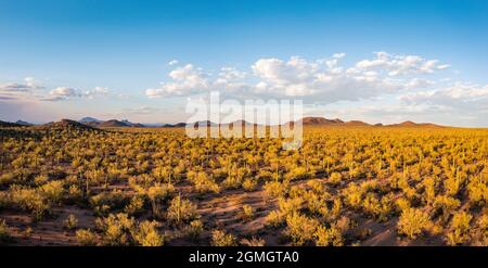 Luftpanorama des Saguaro-Waldes bei warmem Sonnenlicht am Nachmittag Stockfoto