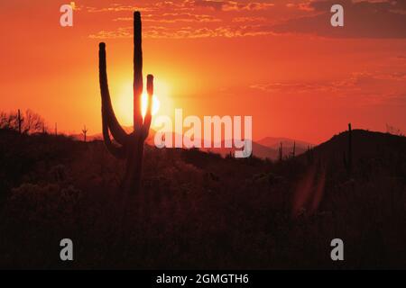 Feuerroter Himmel über Saguaros und während der Waldbrandsaison in Arizona Stockfoto