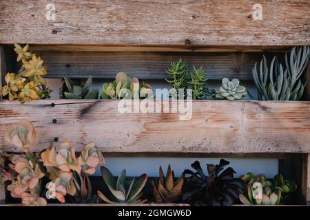 Vertikale Pflanzgefäße aus Holz mit Sukkulenten an der weißen Wand mit Hinterhofbank und Kissen Stockfoto