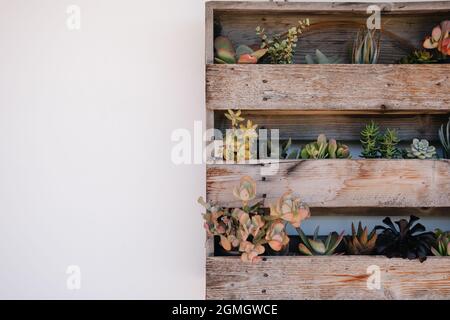 Vertikale Pflanzgefäße aus Holz mit Sukkulenten an der weißen Wand mit Hinterhofbank und Kissen Stockfoto