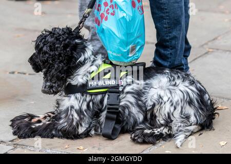 Blinder Hund in Preston Lancashire, Großbritannien, 31. Juli 2016. Ein Hund ohne Augen, Er verlor beide Augen zu Netzhautablösung, die ophthalmische Erkrankung der durch Trennung der Netzhaut aus dem darunter liegenden Pigmentepithel gekennzeichnet ist, eine führende Ursache des Sehverlustes. Stockfoto