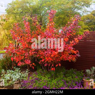 Der von Smokebush anmute Cotinus coggygria mit seinem farbenfrohen Herbstlaub ist ein Merkmal dieses Vorstadtgartens von Melbourne. Stockfoto