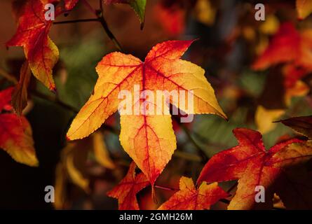 Liquid Amber, Liquidamber styraciflua, (auch bekannt als Sweetgum) mit seiner Herbstfarbe in Nahaufnahme. Stockfoto