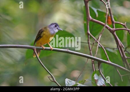 Gelbbauchiger Bulbul, Tanjung Datu National Park, Sarawak, Malaysia, August 2015 Stockfoto