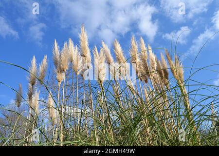 Pampas Grass-Blütenstände Gegen Den Blauen Himmel Stockfoto