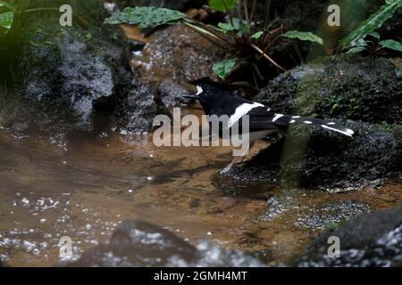 Weißgekrönter Gabelschwanz, Kinabalu HQ Area, Sabah, Malaysia, August 2015 Stockfoto