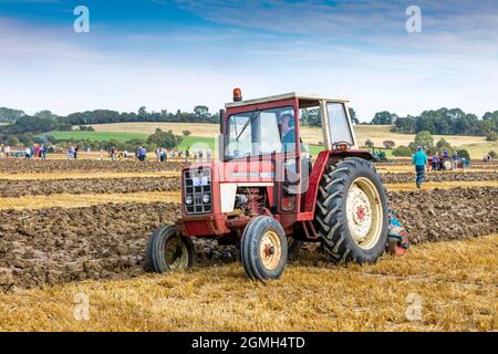 Ein International Harvester 574 bei einem Pflügewettbewerb in Pluckley, Kent. Stockfoto