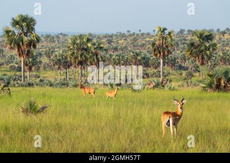 Uganda Kob - Kobus Kob thomasi, schöne kleine Antilope aus der afrikanischen Savanne, Murchison Falls, Uganda. Stockfoto