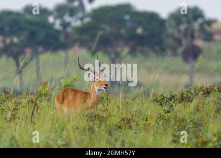 Uganda Kob - Kobus Kob thomasi, schöne kleine Antilope aus der afrikanischen Savanne, Murchison Falls, Uganda. Stockfoto