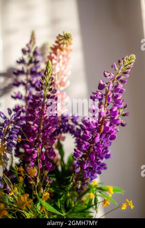 Eine blühende Lupinenblüte mit rosa-violetten und blauen Blüten. Bundle von Lupinen Sommer Blume Hintergrund. Blumen zu Hause auf einer Fensterbank. Violette Feder Stockfoto