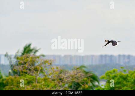 Ein weiblicher orientalischer Riedhornschnabel fliegt durch eine Stadtlandschaft, Singapur Stockfoto