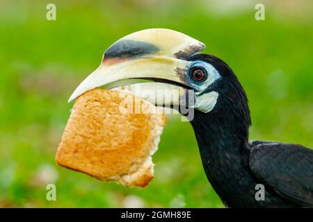 Ein männlicher Oriental Pied Hornbill nimmt ein Stück Brot auf, das im Gras in Singapur zurückgeblieben ist Stockfoto
